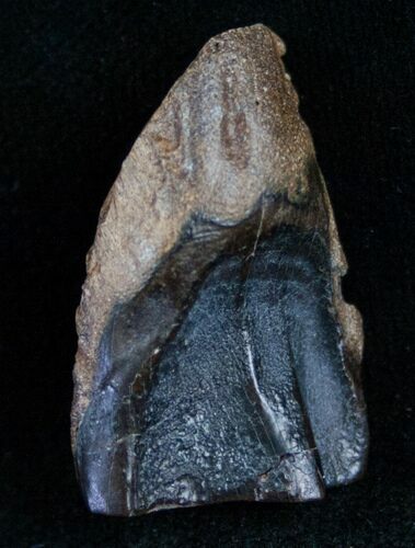 Large Triceratops Shed Tooth - #7157